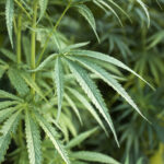 Attorney General Pam Bondi testifying before the House Judiciary Committee on February 11 2026 during DOJ oversight hearing