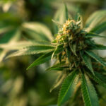 Close up of green canabis plant