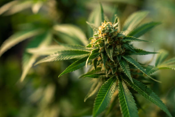 Close up of green canabis plant