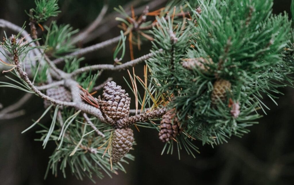 The Pine-Scented Powerhouse: Understanding Pinene