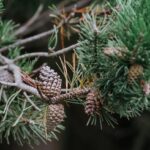The Pine-Scented Powerhouse: Understanding Pinene