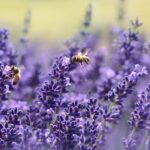 Natural Calm: How Linalool Terpene Works