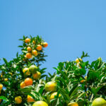 The Citrus Powerhouse Behind Cannabis’s Uplifting Effects