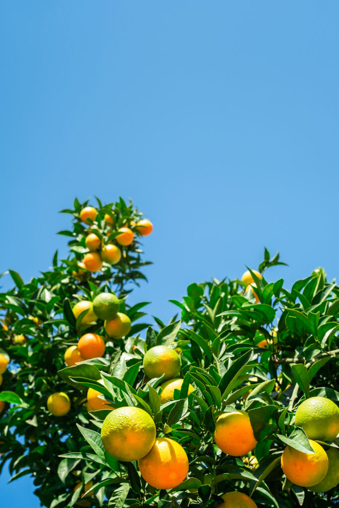 The Citrus Powerhouse Behind Cannabis’s Uplifting Effects