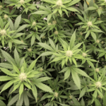 Map of United States highlighting states most likely to legalize recreational and medical marijuana in 2026