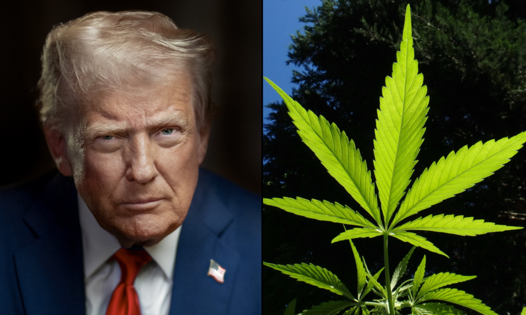 NuggMD poll graphic showing 83 percent of cannabis consumers support Trump Schedule III rescheduling executive order 2026