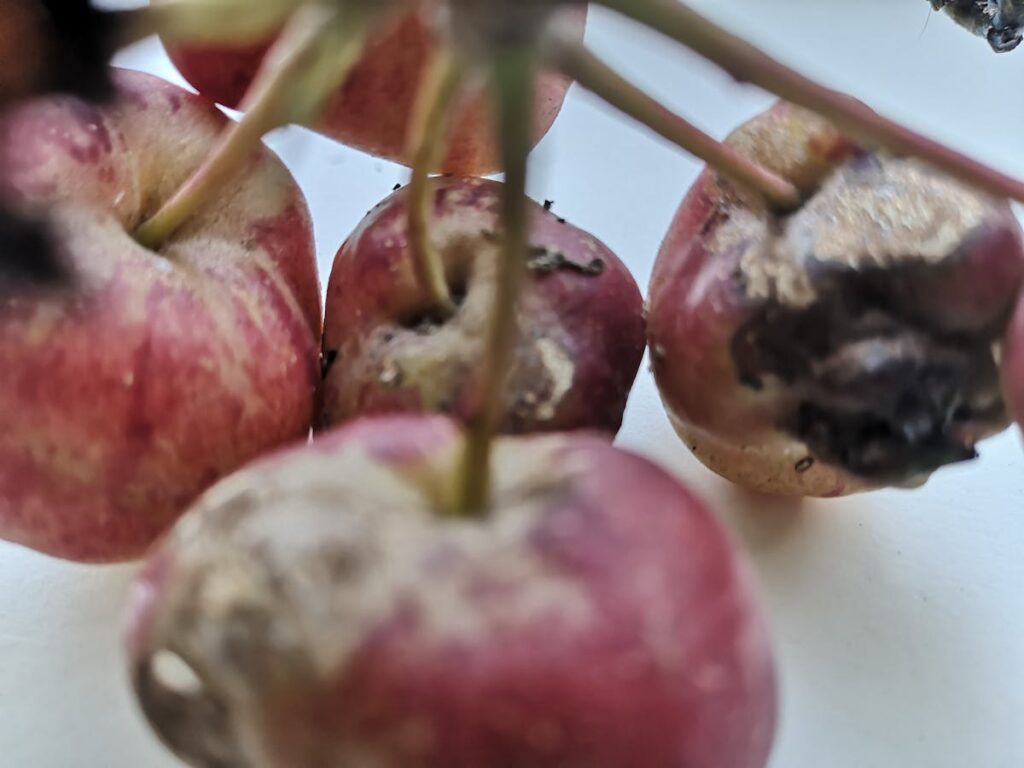 Cannabis buds on parchment paper ready for decarboxylation in oven