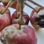 Cannabis buds on parchment paper ready for decarboxylation in oven