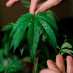 Happy person with cannabis buds representing strains that make you laugh