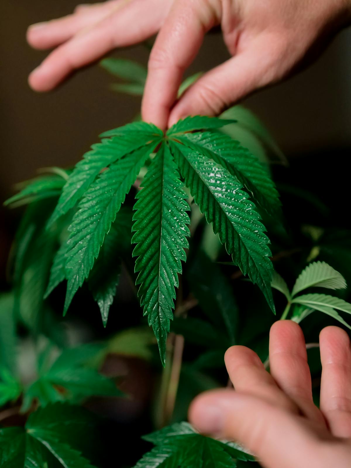 Happy person with cannabis buds representing strains that make you laugh