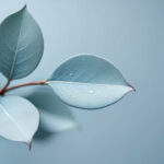 Fresh eucalyptus leaves beaded with water droplets against a cool blue grey background