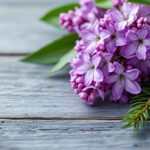 Fresh lilac blossoms and pine needles resting together on weathered grey wood